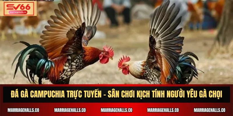 Tại sao nên chơi máy đánh bạc tại P3bet? - P3bet